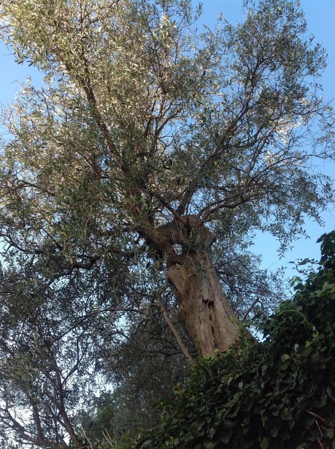 B&B Lacrema Finale Ligure Dış mekan fotoğraf